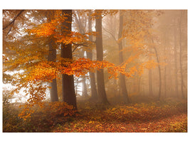 5-piece-canvas-print-edge-of-the-woods