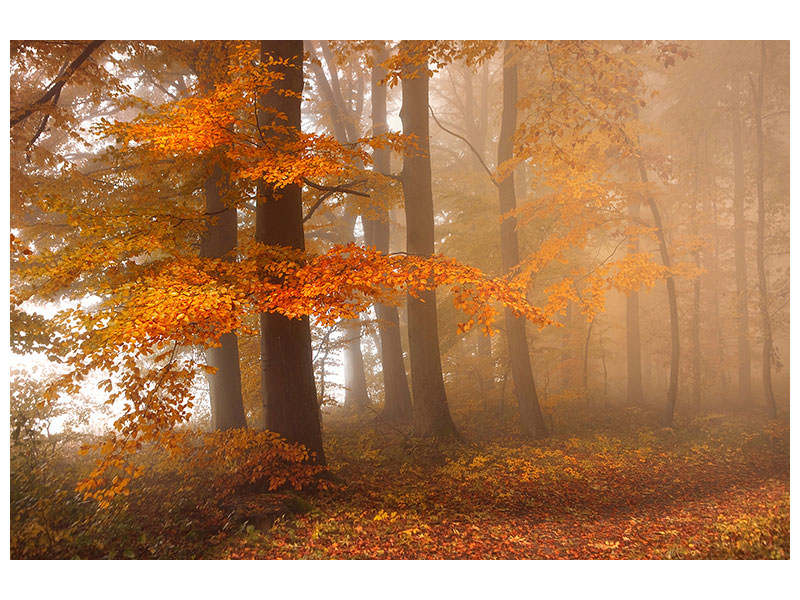 modern-3-piece-canvas-print-edge-of-the-woods