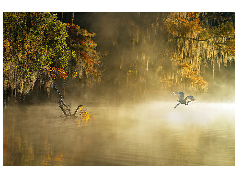 panoramic-canvas-print-egret