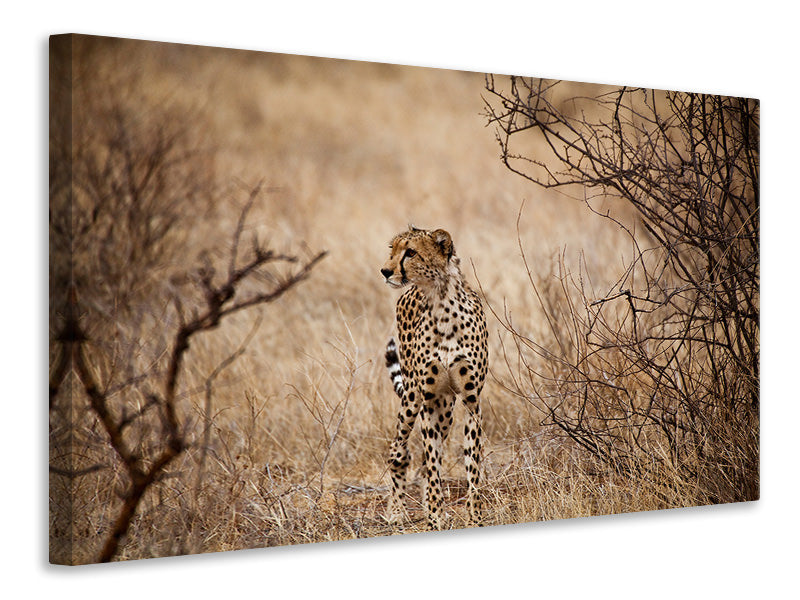 4-piece-canvas-print-elegant-cheetah