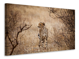 modern-4-piece-canvas-print-elegant-cheetah