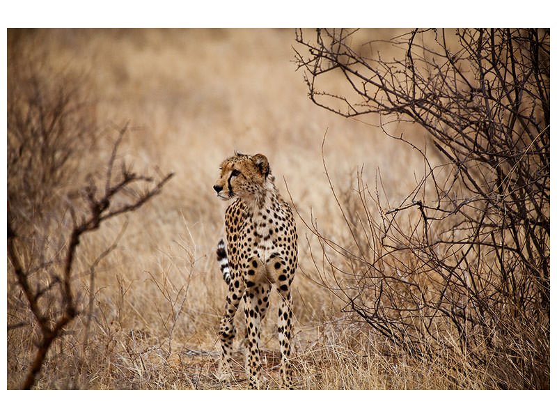3-piece-canvas-print-elegant-cheetah