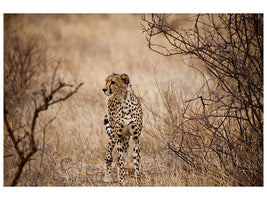4-piece-canvas-print-elegant-cheetah