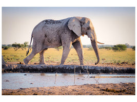 3-piece-canvas-print-elephant-in-the-nature