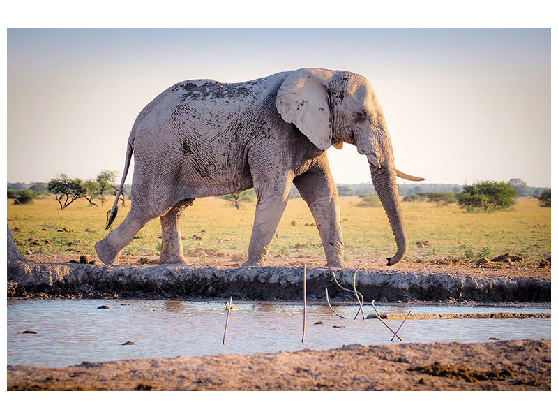 3-piece-canvas-print-elephant-in-the-nature