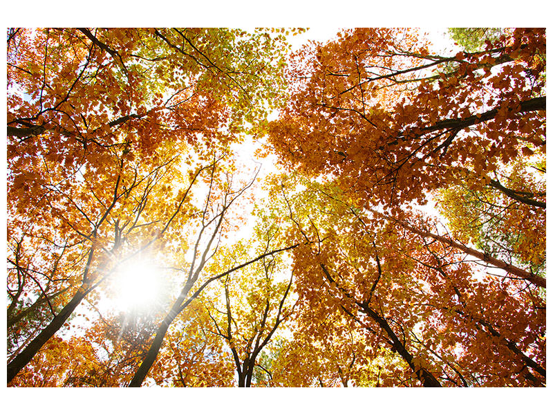 5-piece-canvas-print-enlightened-autumn-trees