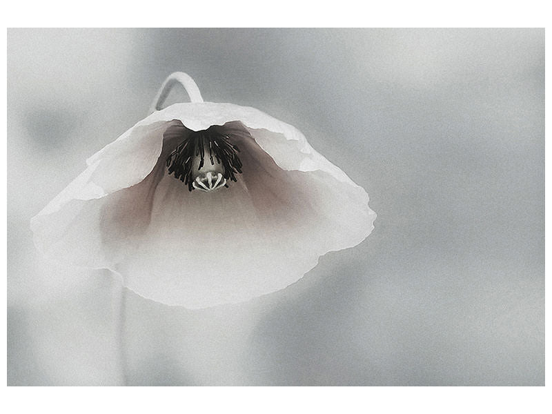 modern-4-piece-canvas-print-ephemeral-beauty-ii