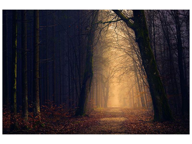 modern-4-piece-canvas-print-evening-mood-in-the-forest