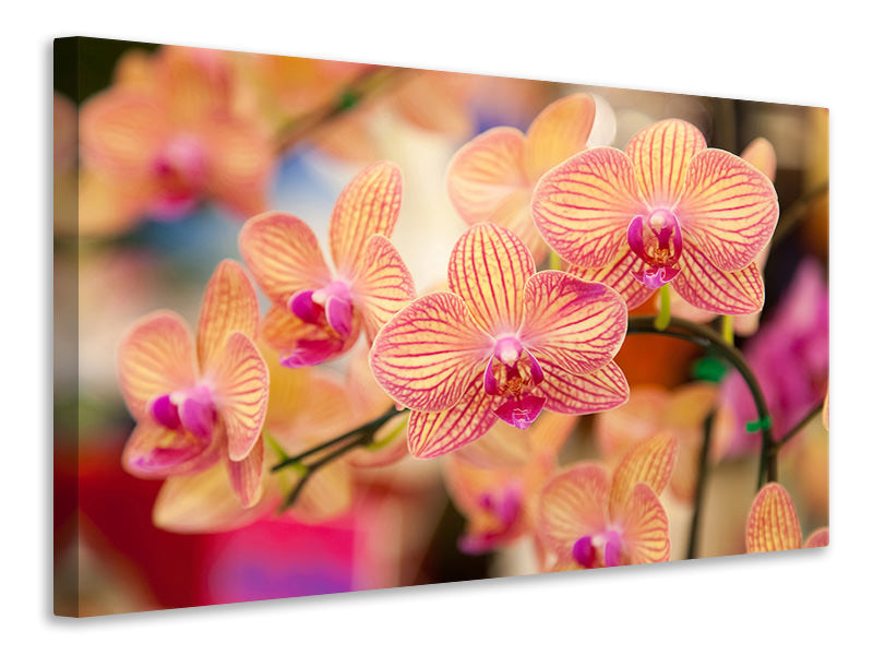 modern-4-piece-canvas-print-exotic-orchids