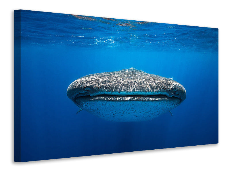 5-piece-canvas-print-face-to-face-with-a-whale-shark