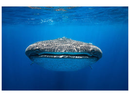 3-piece-canvas-print-face-to-face-with-a-whale-shark