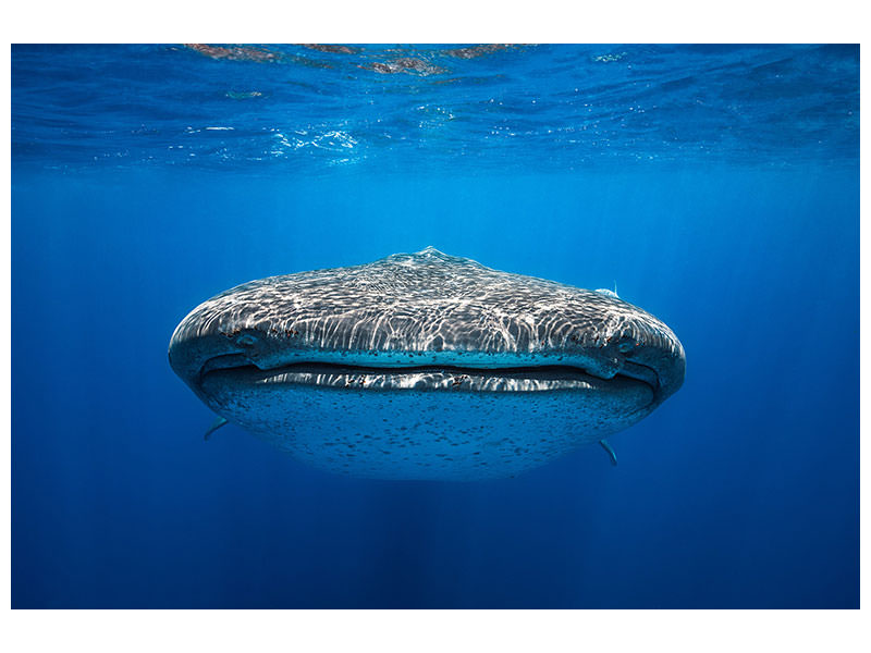 3-piece-canvas-print-face-to-face-with-a-whale-shark