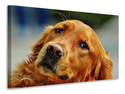 3-piece-canvas-print-faithful-irish-setter