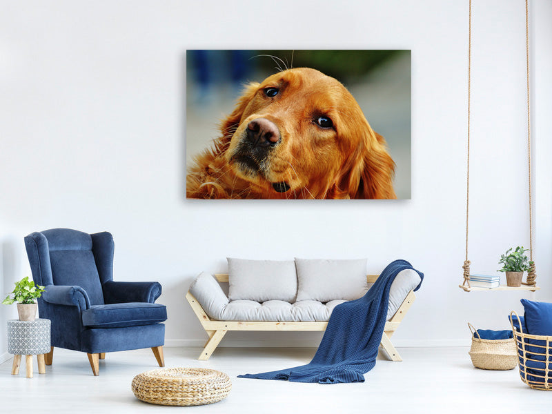 3-piece-canvas-print-faithful-irish-setter