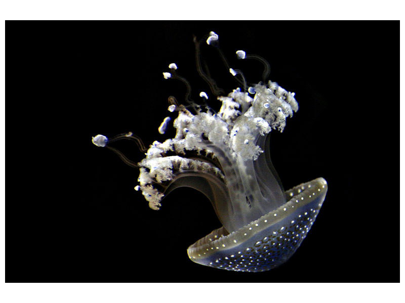 modern-4-piece-canvas-print-fascinating-jellyfish
