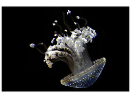 modern-3-piece-canvas-print-fascinating-jellyfish