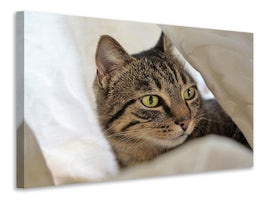 3-piece-canvas-print-favorite-cat