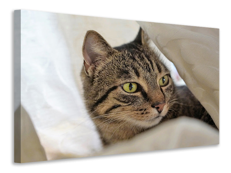 3-piece-canvas-print-favorite-cat