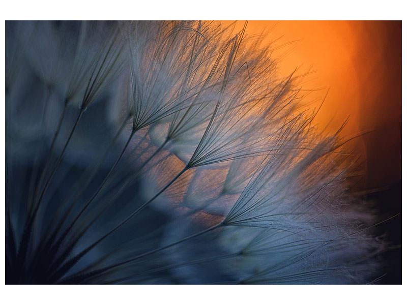 panoramic-3-piece-canvas-print-feathers-p