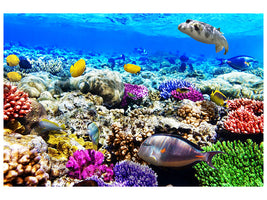 5-piece-canvas-print-fish-aquarium