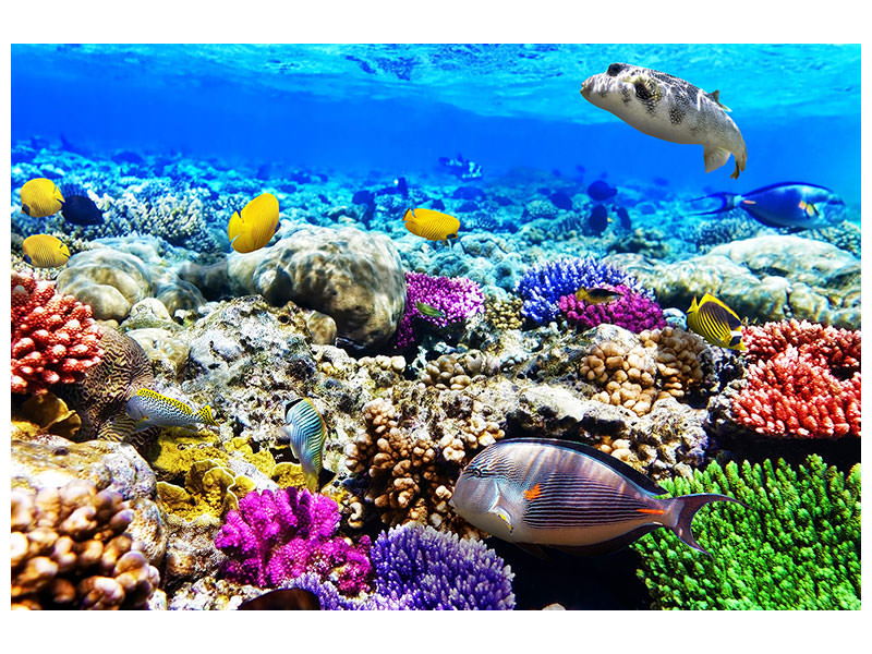5-piece-canvas-print-fish-aquarium
