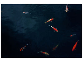 3-piece-canvas-print-fish-in-the-pond