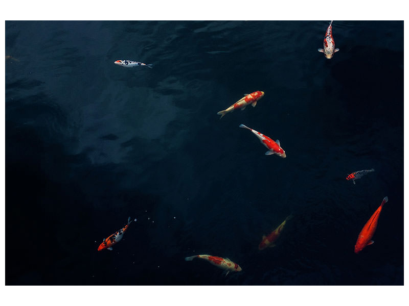 3-piece-canvas-print-fish-in-the-pond
