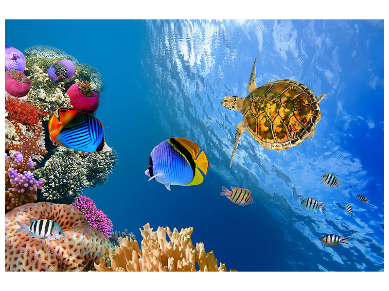 4-piece-canvas-print-fish-in-the-water