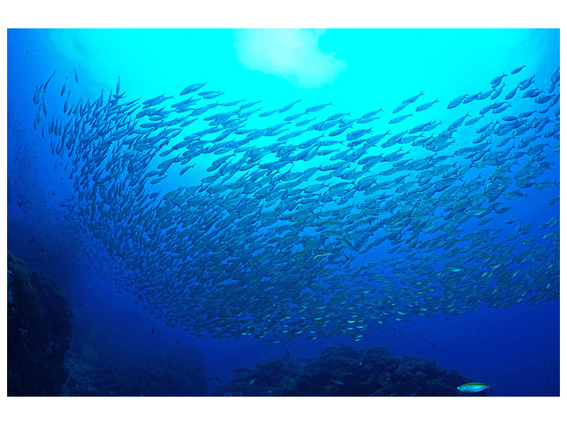 5-piece-canvas-print-fish-world