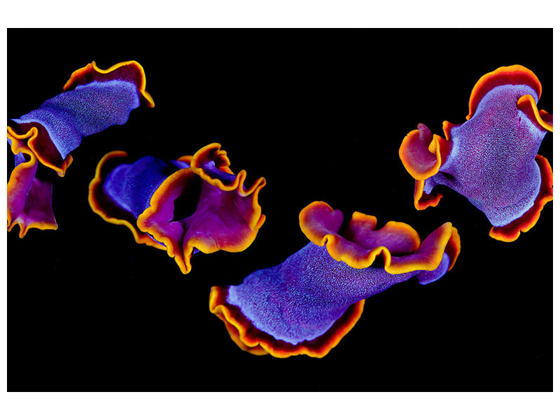 4-piece-canvas-print-flamenco