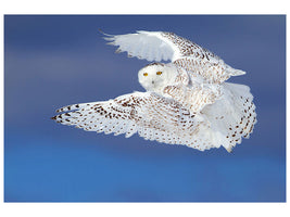 3-piece-canvas-print-flight-of-the-snowy-snowy-owl