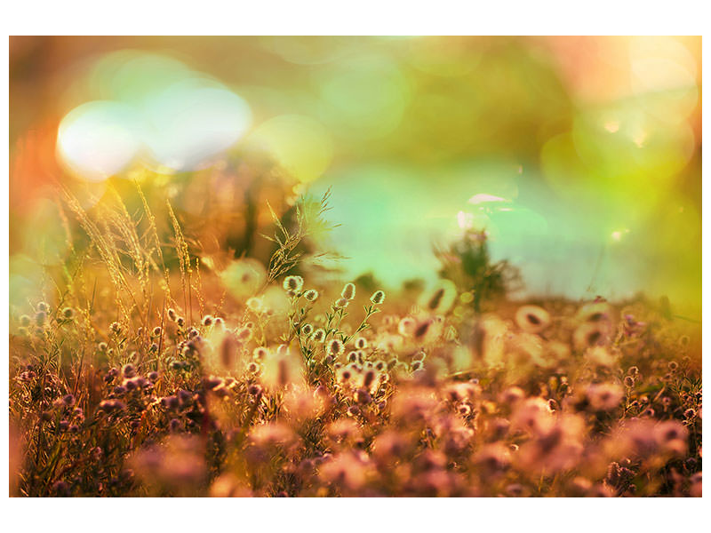panoramic-canvas-print-flower-meadow-at-twilight