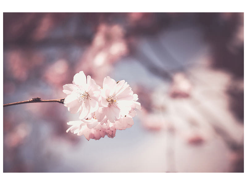3-piece-canvas-print-flower-xl