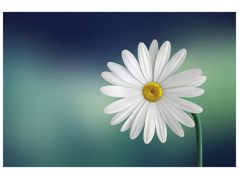 modern-4-piece-canvas-print-flower