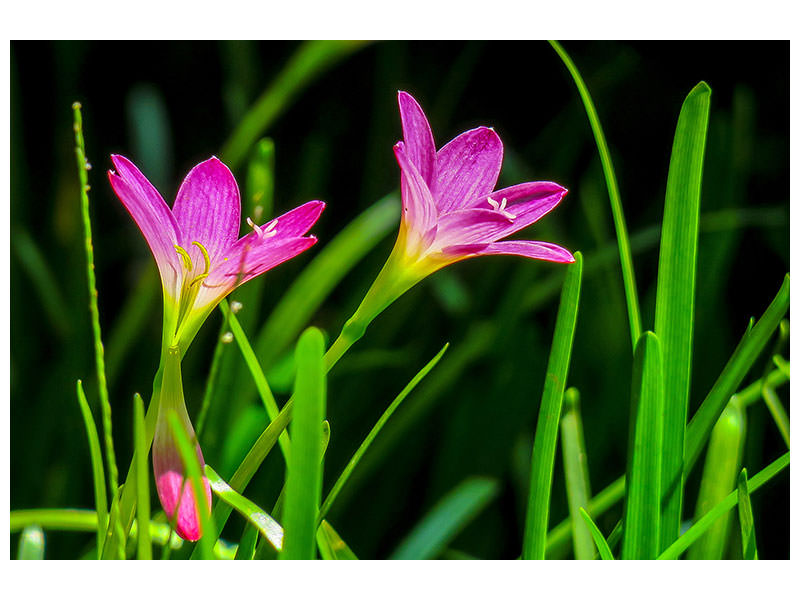 3-piece-canvas-print-flowers-in-nature