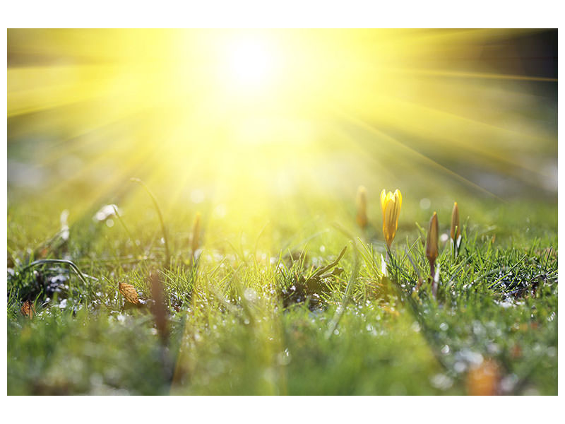 4-piece-canvas-print-flowery-meadow
