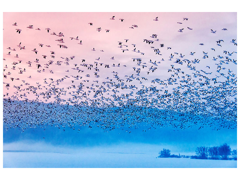 3-piece-canvas-print-flying-in-the-fogging-morning