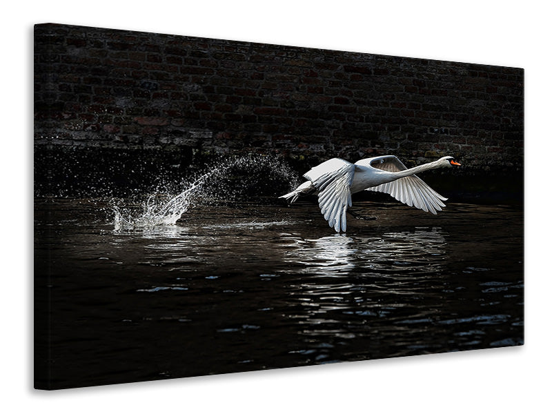 panoramic-3-piece-canvas-print-flying-swan