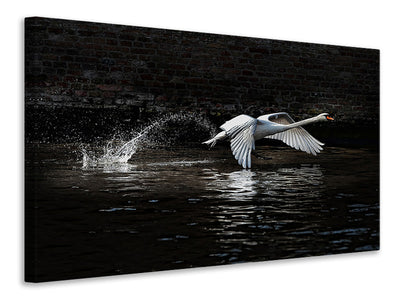 panoramic-canvas-print-flying-swan
