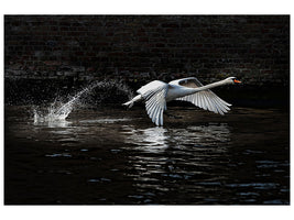 5-piece-canvas-print-flying-swan