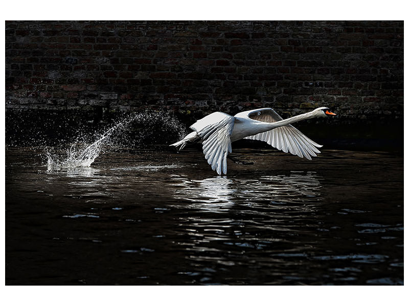 5-piece-canvas-print-flying-swan