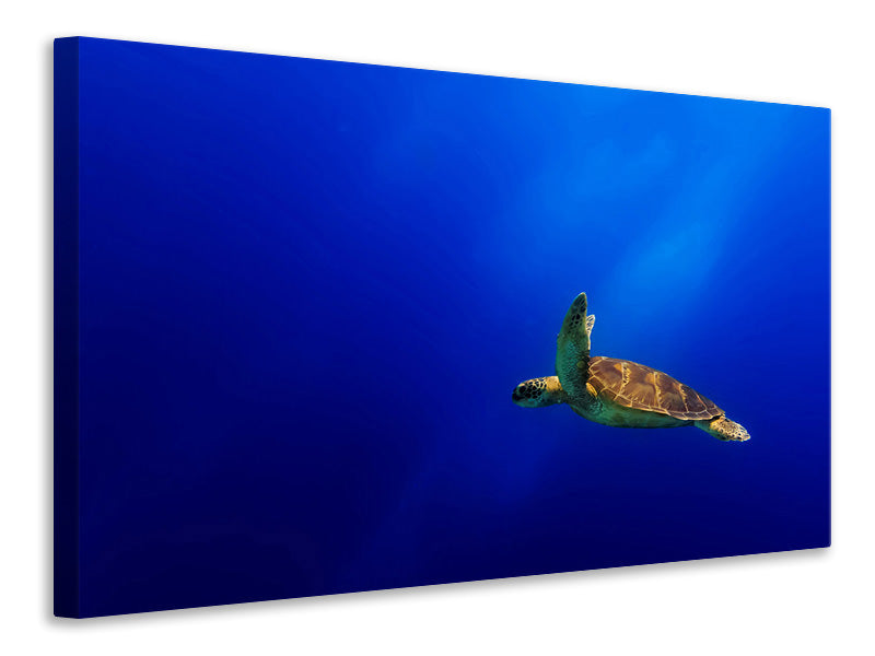 5-piece-canvas-print-flying
