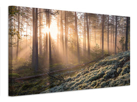 canvas-print-foggy-morning-in-the-forest