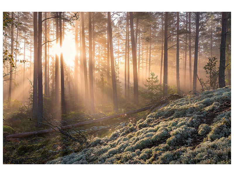 canvas-print-foggy-morning-in-the-forest