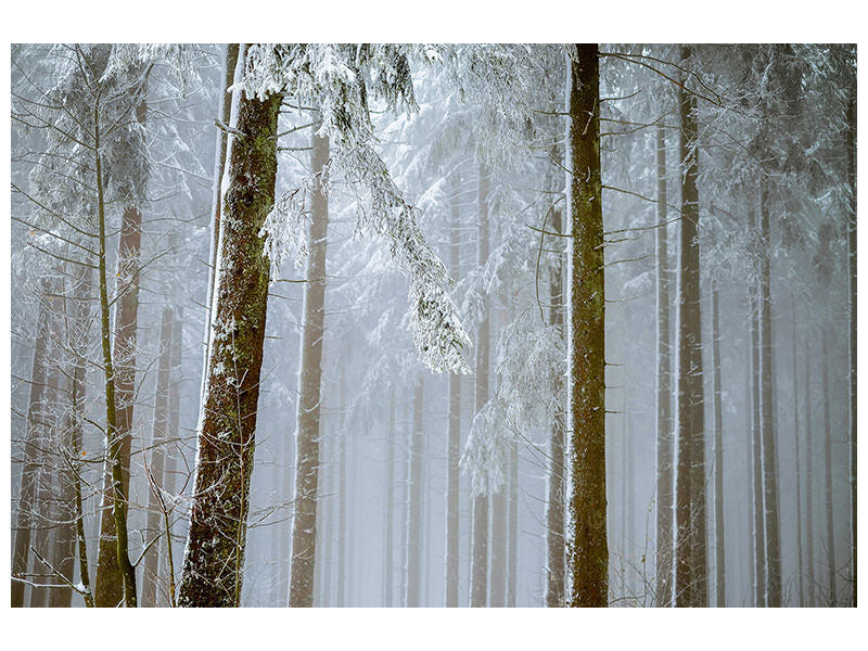 panoramic-3-piece-canvas-print-forest-in-winter