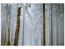 panoramic-canvas-print-forest-in-winter