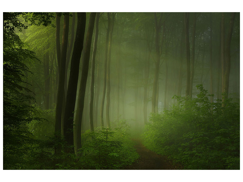 3-piece-canvas-print-forest-morning