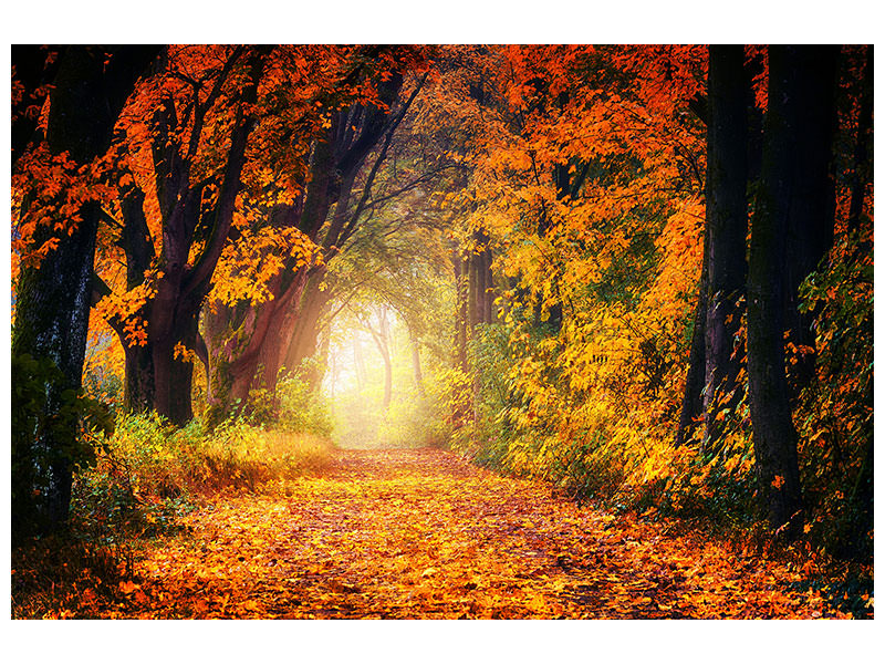5-piece-canvas-print-forest-walk