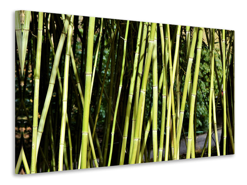 panoramic-canvas-print-fresh-bamboo