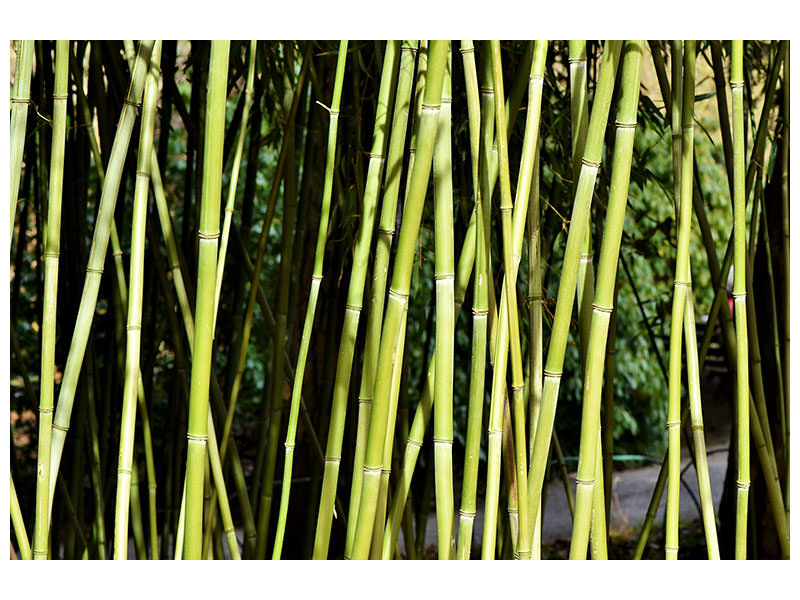 modern-4-piece-canvas-print-fresh-bamboo